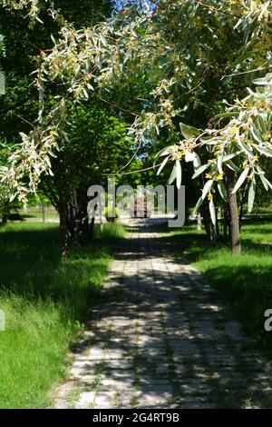 Bäume und Gras aus dem Hasan Onal Park Eskisehir Türkei Stockfoto