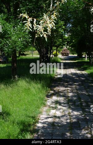 Bäume und Gras aus dem Hasan Onal Park Eskisehir Türkei Stockfoto