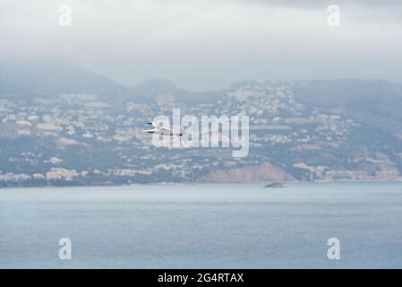 Möwe fliegt an einem nebligen Tag über das Mittelmeer, im Hintergrund sieht man unscharf die Häuser auf dem Berg und die Küste. Stockfoto