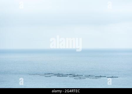 Fischfarm im Mittelmeer an der spanischen Küste. Stockfoto