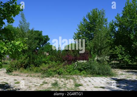 Bäume und Gras aus dem Hasan Onal Park Eskisehir Türkei Stockfoto