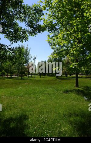 Bäume und Gras aus dem Hasan Onal Park Eskisehir Türkei Stockfoto