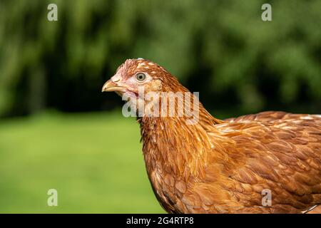 Hähnchencockerel-Hühnerhennen Makroansicht der Vögel mit goldschwarzen rot-gelben Federn Stockfoto