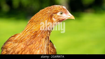 Hähnchencockerel-Hühnerhennen Makroansicht der Vögel mit goldschwarzen rot-gelben Federn Stockfoto