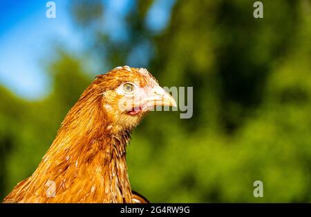 Hähnchencockerel-Hühnerhennen Makroansicht der Vögel mit goldschwarzen rot-gelben Federn Stockfoto