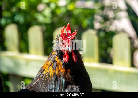 Hähnchencockerel-Hühnerhennen Makroansicht der Vögel mit goldschwarzen rot-gelben Federn Stockfoto