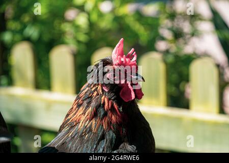 Hähnchencockerel-Hühnerhennen Makroansicht der Vögel mit goldschwarzen rot-gelben Federn Stockfoto