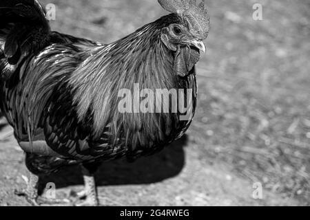 Hähnchencockerel-Hühnerhennen Makroansicht der Vögel mit goldschwarzen rot-gelben Federn Stockfoto