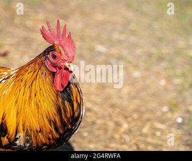 Hähnchencockerel-Hühnerhennen Makroansicht der Vögel mit goldschwarzen rot-gelben Federn Stockfoto