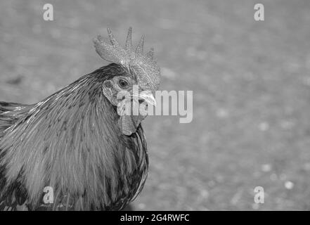 Hähnchencockerel-Hühnerhennen Makroansicht der Vögel mit goldschwarzen rot-gelben Federn Stockfoto