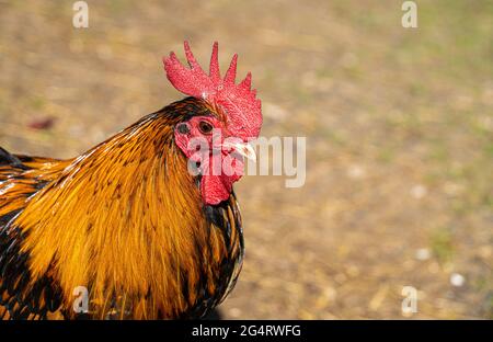 Hähnchencockerel-Hühnerhennen Makroansicht der Vögel mit goldschwarzen rot-gelben Federn Stockfoto