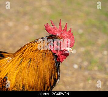 Hähnchencockerel-Hühnerhennen Makroansicht der Vögel mit goldschwarzen rot-gelben Federn Stockfoto