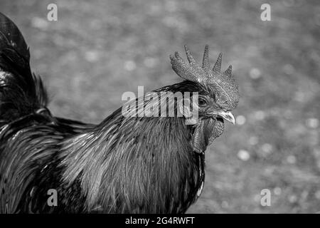 Hähnchencockerel-Hühnerhennen Makroansicht der Vögel mit goldschwarzen rot-gelben Federn Stockfoto