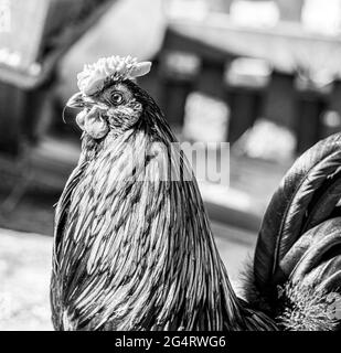 Hähnchencockerel-Hühnerhennen Makroansicht der Vögel mit goldschwarzen rot-gelben Federn Stockfoto