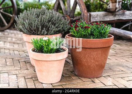 Nahaufnahme von drei Blumentöpfen im Vintage-Stil auf gelbem Backsteinpflaster zur Dekoration. Hausdekoration. Stockfoto