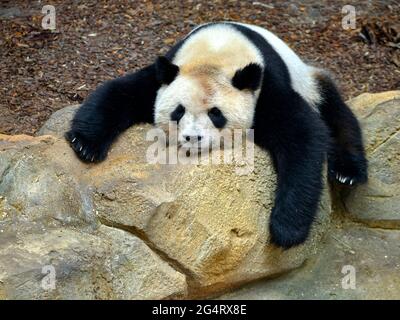 Der riesige Panda (Ailuropoda melanoleuca) schlief und sackte auf einem Felsen Stockfoto