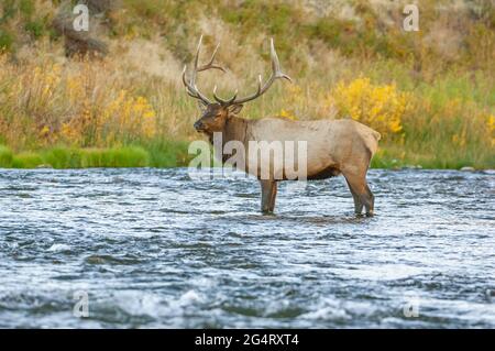 Bullenelch (Cervus canadensis) überquert den Gardner River. Yellowstone-Nationalpark, Wyoming, USA. Stockfoto