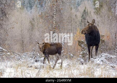 Elchmutter (Alces alces) mit spätgeborenen Kalb. Grand Teton National Park, Wyoming, USA. Stockfoto