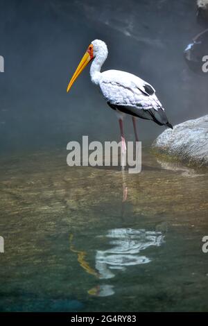 Gelbschnabelstorch (Mycteria ibis) steht im Wasser im Nebel Stockfoto