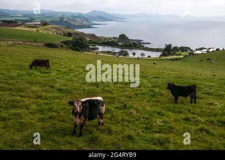 Milchvieh grasen in Table Cape Farm Country, NW Tasmanien, Australien Stockfoto