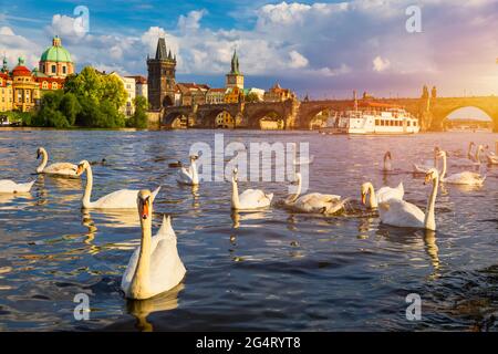 Blick auf die Karlsbrücke in der Nähe der Moldau. Schwan auf dem Fluss. Schwäne schwimmen in der Moldau. Karlsbrücke bei Sonnenuntergang. Prager Schwäne der Stockfoto