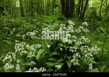 Bärlauch wächst im Frühling in der Landschaft von Yorkshire. Stockfoto