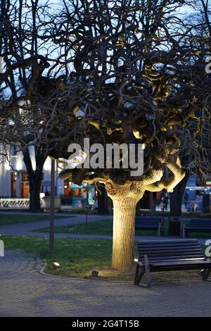 Baum in der Nacht im Park Stockfoto