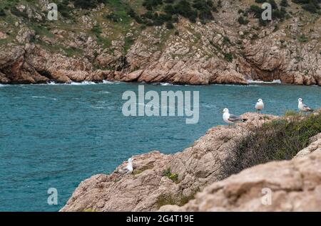 Möwen stehen auf der Spitze der Klippe mit Blick auf das Meer im Hintergrund. Schöner Hintergrund in Pastellfarben. Wildlife-Konzept. Speicherplatz kopieren. Stockfoto