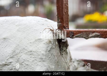 Langbeinige Spinne, die nach dem Regen an der Gartenwand kriecht. Stockfoto