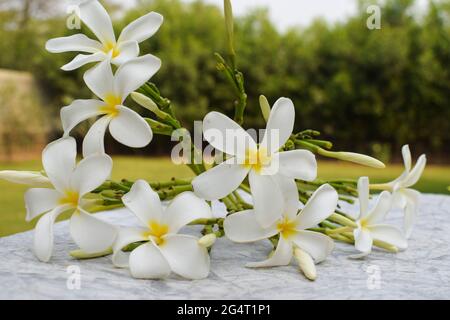 Schöne Plumeria Blumen auch als Champa oder Frangipani bekannt. Bund blühender weißer Blumen mit Knospen Stamm, der auf Grasboden im Rasengarten von liegt Stockfoto