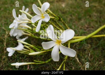 Schöne Plumeria Blumen auch als Champa oder Frangipani bekannt. Bund blühender weißer Blumen mit Knospen Stamm, der auf Grasboden im Rasengarten von liegt Stockfoto