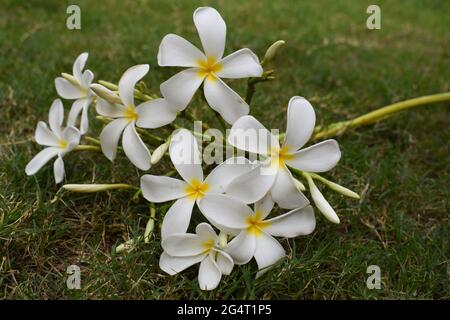Schöne Plumeria Blumen auch als Champa oder Frangipani bekannt. Bund blühender weißer Blumen mit Knospen Stamm, der auf Grasboden im Rasengarten von liegt Stockfoto