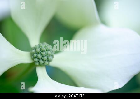 Im Sommer blüht der Dogwood Baum (Cornus hongkongsensis).Blume aus nächster Nähe Stockfoto
