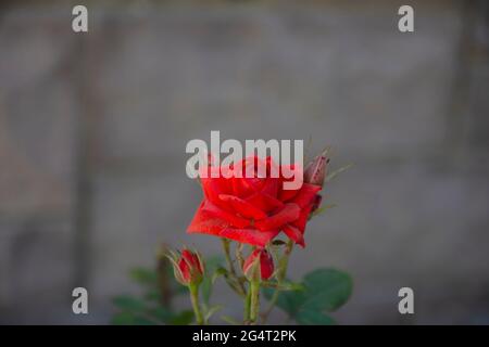 Die samtrote Rose wachsen wir in unserem Garten. Selektive Fokusblume. Stockfoto