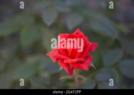 Die samtrote Rose wachsen wir in unserem Garten. Selektive Fokusblume. Stockfoto