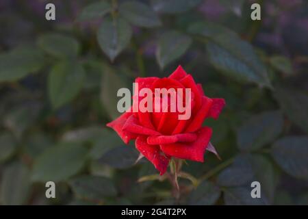 Die samtrote Rose wachsen wir in unserem Garten. Selektive Fokusblume. Stockfoto