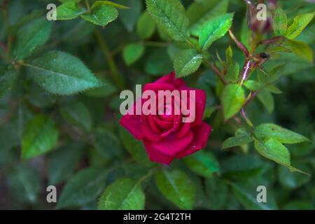 Die samtrote Rose wachsen wir in unserem Garten. Selektive Fokusblume. Stockfoto