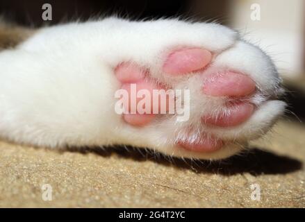 Niedliche weiße Katzenpfote aus der Nähe Stockfoto