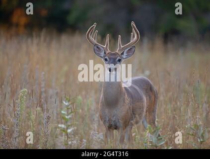 Im Sommer in Kanada Nahaufnahme des Weißschwanzwildes im frühen Morgenlicht mit Samtgeweih Stockfoto