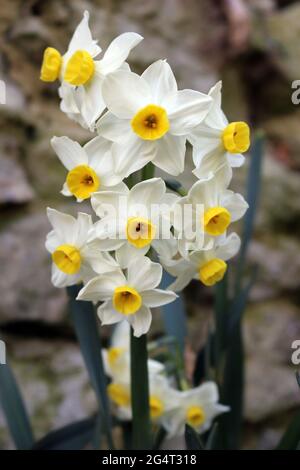 Weiße und gelbe kleine Narzissen Blüten Stockfoto
