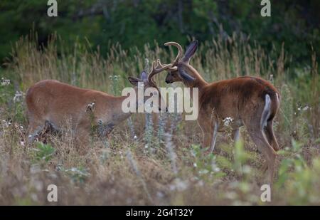 Weißwedelhirsche Dollars spielen im frühen Morgenlicht mit samt Geweih im Sommer in Kanada Stockfoto