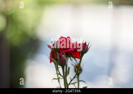 Die samtrote Rose wachsen wir in unserem Garten. Selektive Fokusblume. Stockfoto