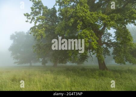 Sommerlandschaft des Breite Oak Reserve, Rumänien. Weltlicher Eichenwald in der Nähe von Sighisoara Stockfoto