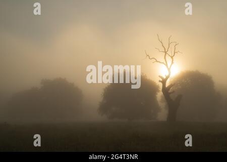 Sommerlandschaft des Breite Oak Reserve, Rumänien. Weltlicher Eichenwald in der Nähe von Sighisoara Stockfoto