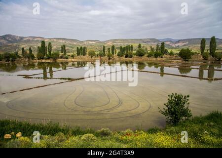Paddy Feldlandschaft mit bewölktem Himmel.Ankara, Türkei Stockfoto