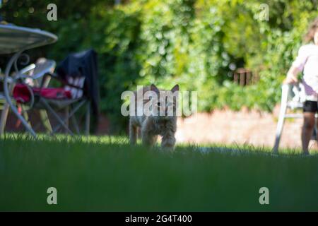 Kleine gelbe Katze kriecht auf dem Gras Stockfoto