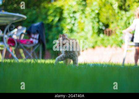 Kleine gelbe Katze kriecht auf dem Gras Stockfoto