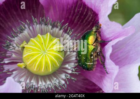 Bournemouth, Dorset, Großbritannien. Juni 2021. Wetter in Großbritannien: Beschäftigte Insekten im Garten, die sich in sonnigen Abständen am Nachmittag in Bournemouth von Blumen ernähren - Rosenkäfer, Cetonia aurata, die sich in purpurrosa Mohn ernähren, papaver Somniferum-Blüte, die im heimischen Garten in Bournemouth selbst gesät wird. Quelle: Carolyn Jenkins/Alamy Live News Stockfoto