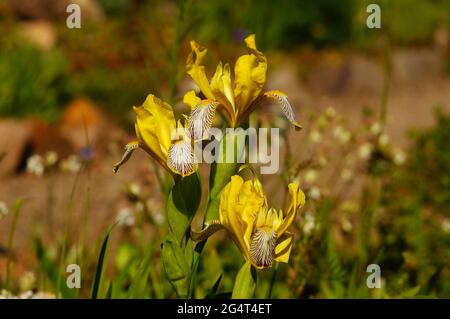 Blume einer gelben Iris im Sonnenlicht. Stockfoto