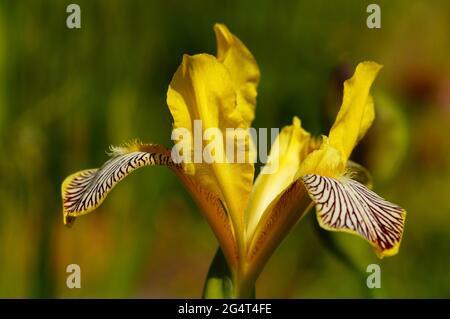 Blume einer gelben Iris im Sonnenlicht. Stockfoto